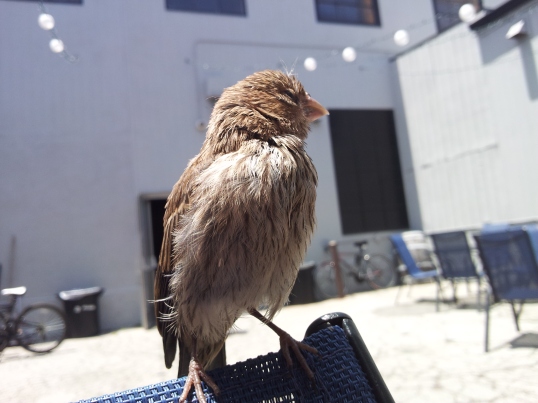 Unser kleiner "Schul-Vogel", der bei uns im Hof der Schule lebt und sehr zutraulich ist
